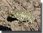 Bufo viridis